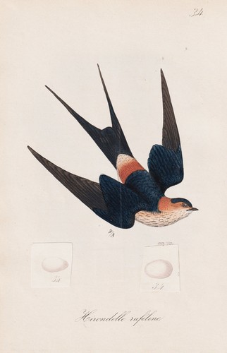 Hirondelle rufeline schwalben - hirondelle,
