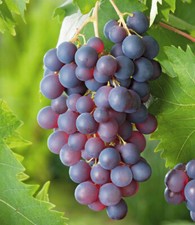 Kernlose Tafel-Trauben 'Venus®' Weinreben, 1 Pflanze, Vitis vinifera