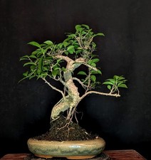BONSAI CHINESISCHE FEIGE FICUS