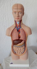 Medicin Lehrmittel Torso unisex Mensch 3 B   12 Teilig