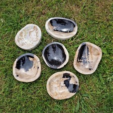 Budawi® Schale versteinertes Holz Fossiles Holz Holzschale Steinholz Fossilien