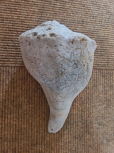 Riesen oder strandmuschel - riesen-,
