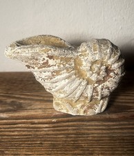 PTMD Schnecke, Ammonit