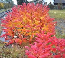 SAMEN winterharte SUMACH