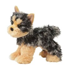 Yorkie yorkshire terrier - terrier, hund