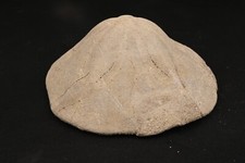 Fossiler Seeigel Clypeaster