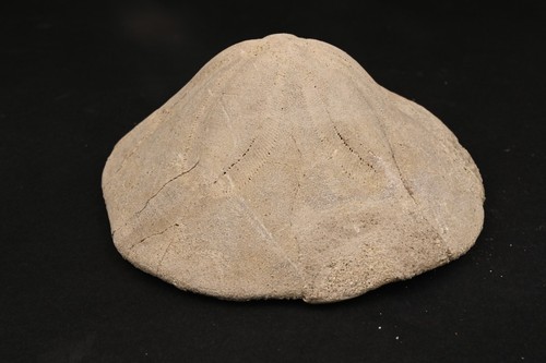 Fossiler seeigel clypeaster - fossiler,