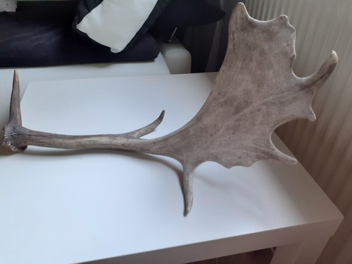 Damhirsch abwurfstange - damhirsch, –