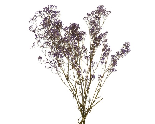 Schleierkraut 50cm