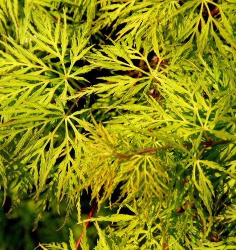 Schlitzfächerahorn emerald - schlitzfächerahorn,