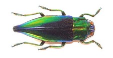 COLEOPTERA, BUPRESTIDAE