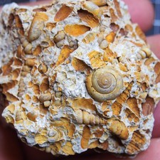 Bivalve Gastropod