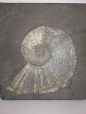 Grosser Ammonit Lytoceras