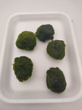 Mooskugel, Moosball,  Cladophora Wasserpflanzen 5 Stück für Nano