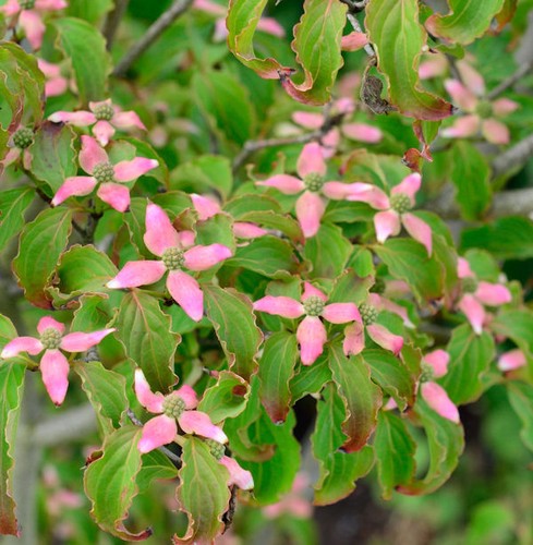Japanischer blumenhartriegel - japanischer,