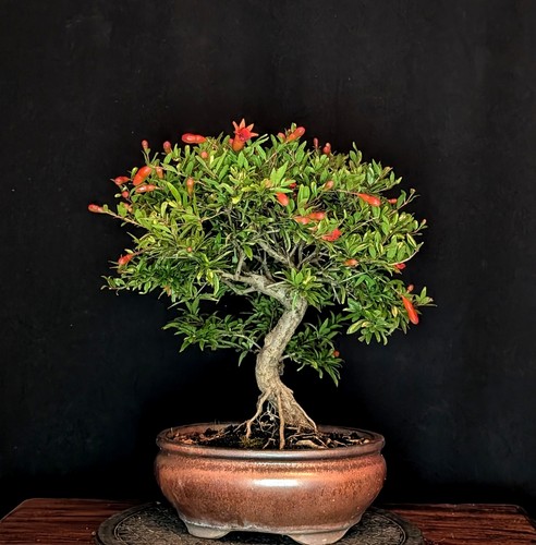 Bonsai granatapfel punica - bonsai,