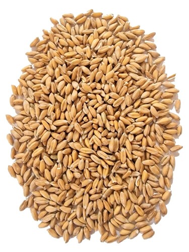 Bio dinkel direkt vom - dinkel,,