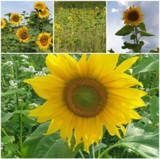 500+ Samen Sonnenblumen