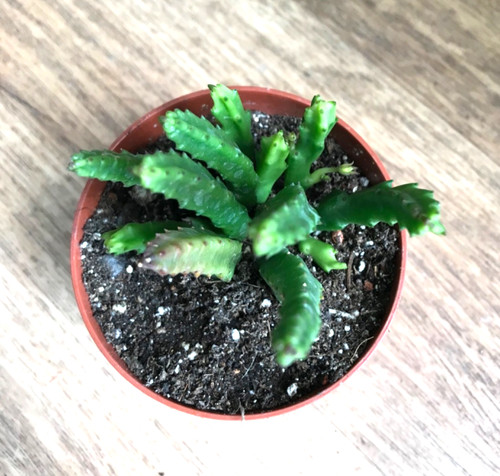 Stapelia divaricata mit