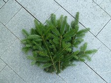 Tanne Nordmanntanne Frisch Tannenzweig Schnittgrün