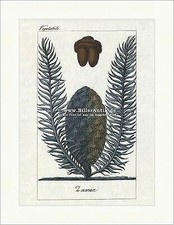 Zamia Palmfarne Epiphyt Zapfen Zamioideae Sarcotesta Cycadopsida Buffon 391