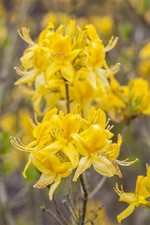 Rhododendron luteum 'Golden