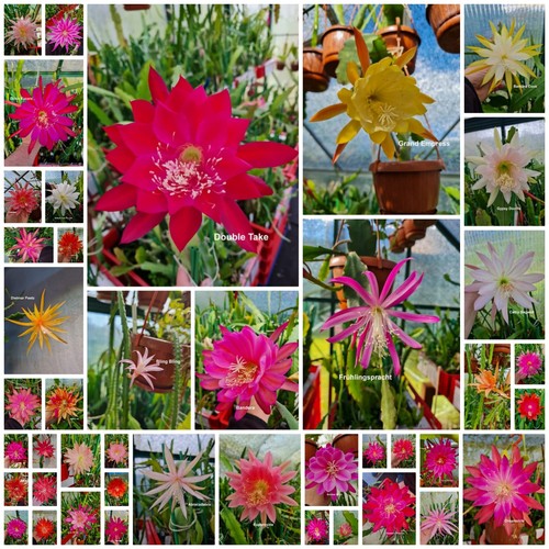 Epiphyllum blattkakteen - epiphyllum,