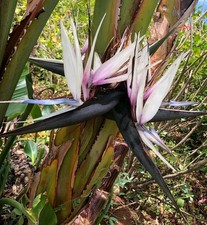 Strelitzie nikolai exotische