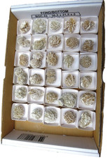 1 Lot Sandrosen Sandrose von Mexiko mit 30 Stück - Mineral Gips DEKO schön !!