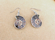 Ammonit Fossil Ohrringe  /