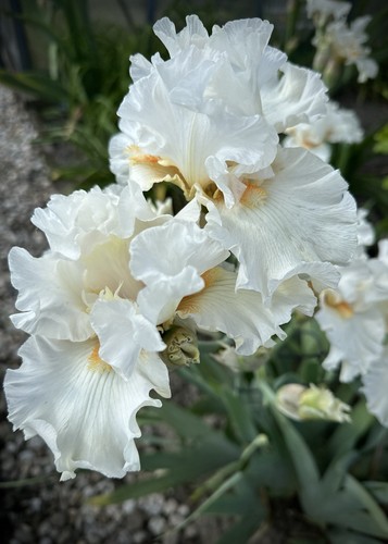 Schwertlilie iris lark - iris, „lark