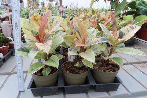 Ficus elasica shivereana