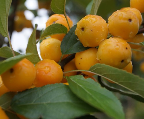 Zierapfel golden hornet - zierapfel, `golden