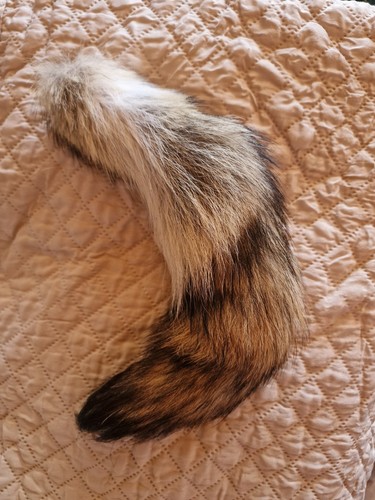 Kojote schwanz fuchs tier - schwanz,
