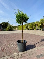 Leyland-Zypresse Bol auf Stamm