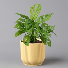 Monstera adansonii in