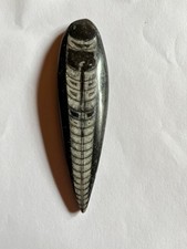 Orthoceras Fossil