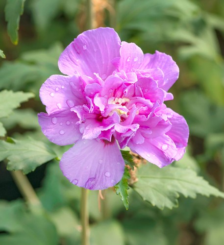 Hochstamm garteneibisch purple - hochstamm,