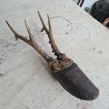 C1099 Altes Rehbock Geweih |