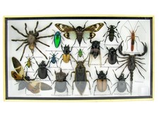 Einzelstück - echte