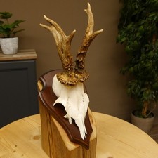 Rehbock abnormes Reh Bock