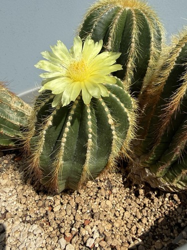 🌵Parodia magnifica 1