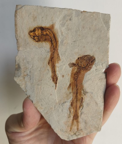 Original lycoptera fossil - original,
