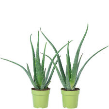 2er-Set Aloe vera –