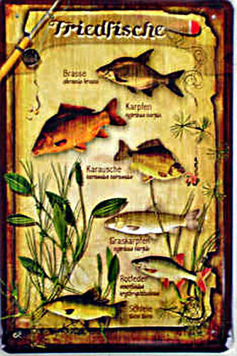 Fische friedfische - -,