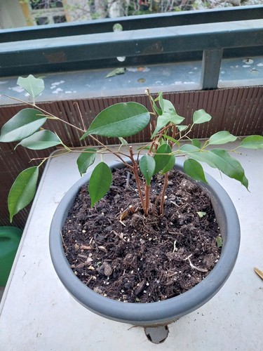 Ficus benjamin ohne topf - ficus,