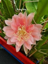 Epiphyllum Blattkakteen