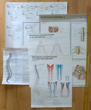 5x Anatomische Lehr- u. Wandtafeln - unterschiedlicher Größe