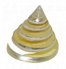 Muschel, geschliffen