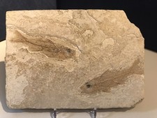 Dapalis macrurus; Platte mit 2 Fischen; Fundort Cereste; Oligozän; Stampien